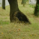 NE KURTLA NE KOVUKTA