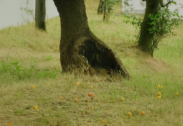 NE KURTLA NE KOVUKTA NE KURTLA NE KOVUKTA